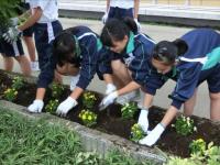 花壇の植え替え